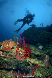 Diver on Hole in the Wall Dive,Roatan Honduras by David Gilchrist 
